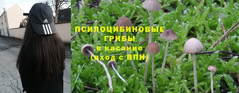 Псилоцибиновые грибы MAGIC MUSHROOMS  как найти   Рославль 